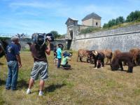 tournage télé ane en culotte