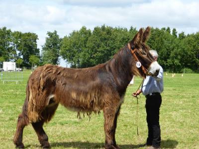 Uelem baudet du poitou a vendre elevage leau ile de re